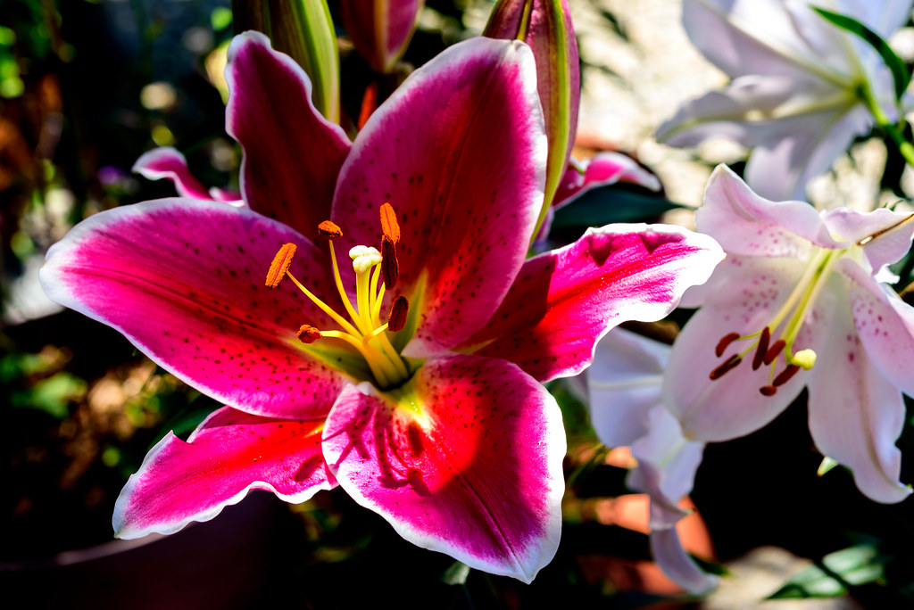 Oriental Hybrid Lily オリエンタル ハイブリッド リリー Toshihiro Gamo Flickr