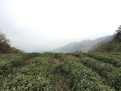 Misty Tea Garden