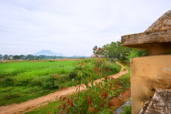 Rice fields in rural Vietnam