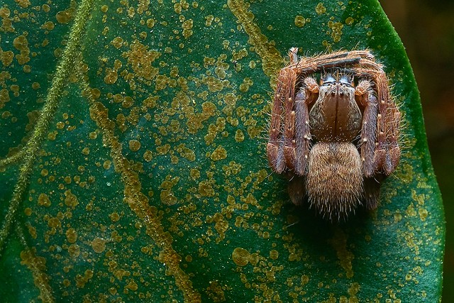Huntsman Spider (Sparassidae), Singapore