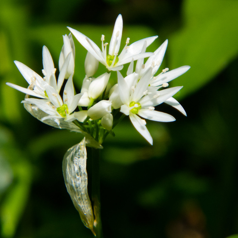 Wild garlic flowering