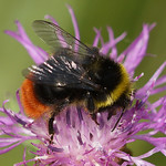 Männliche Steinhummel (Red-tailed Bumblebee, Bombus lapidarius)