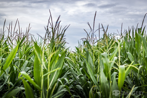 stalks corn crops stalk rows crop farm kentucky field usa