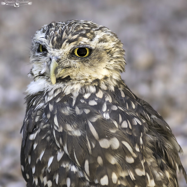 Burrowing owl - Athene cunicularia - Mochuelo excavador.