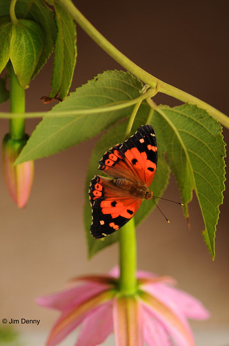 Kamehameha Butterfly (Vanessa tamehameha) DSC_7924 | Flickr
