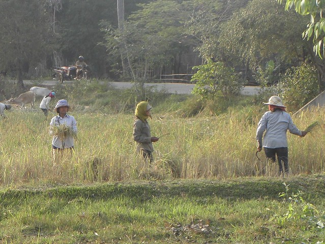 Farming near Siem Reap, Cambodia