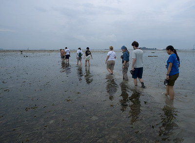 Crossing the seagrass meadow at Semakau