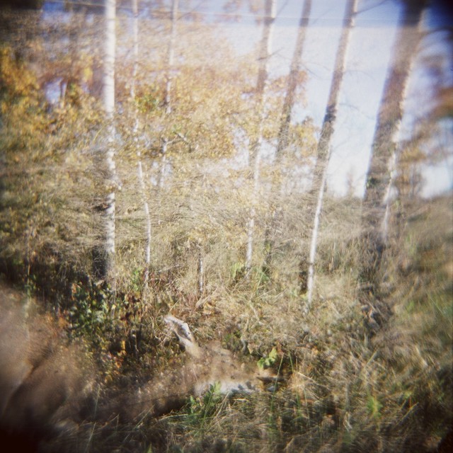 deer, landscape