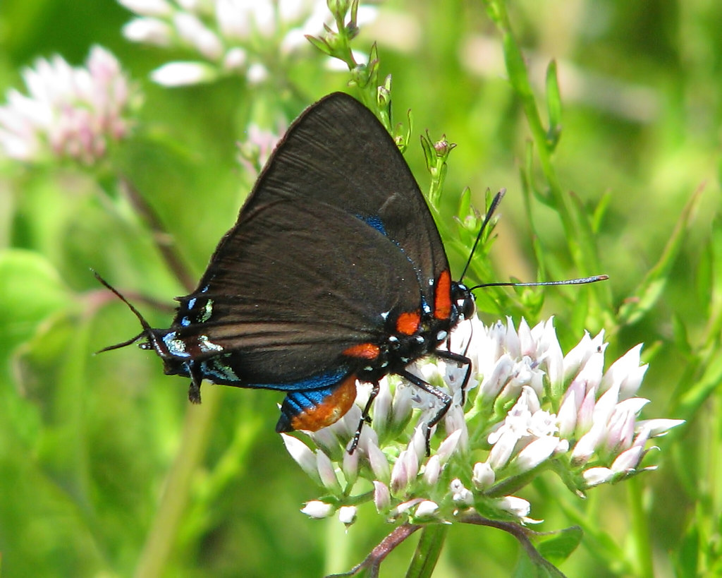 Great purple hairstreak (Atlides halesus) | I went back yest… | Flickr