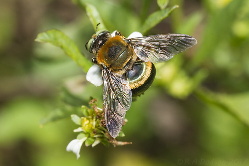 Bee | by RAD CAD