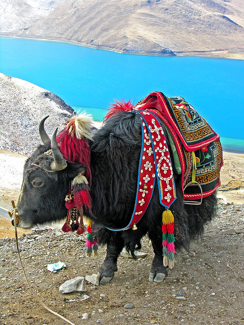 Tibet-5811 - Tibetan Yak all dressed up.......