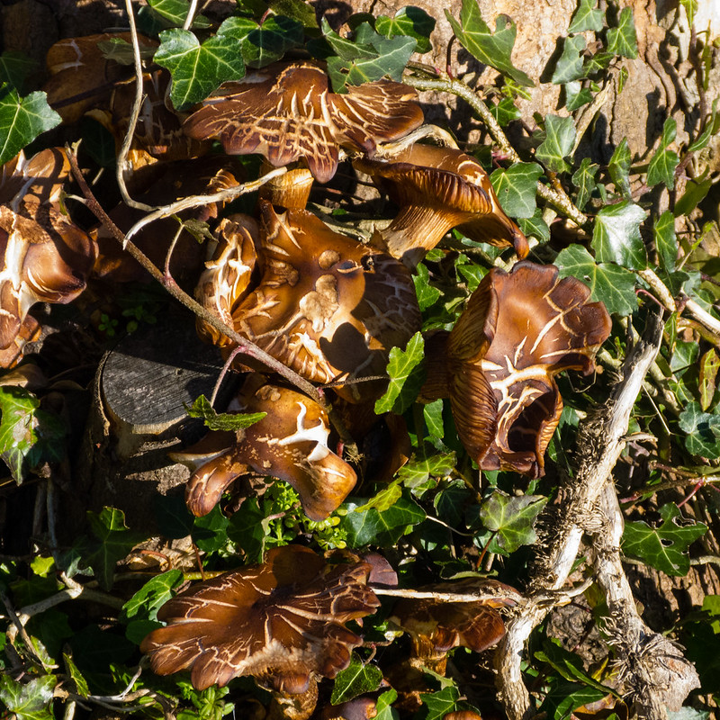 Aging honey fungus