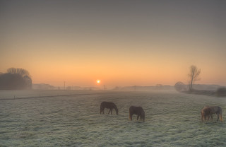 Horses Fog and Sunrise