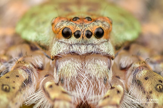 Lichen huntsman spider (Pandercetes sp.) - DSC_8584b