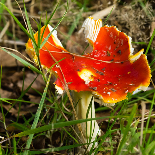 Well-nibbled fly agaric
