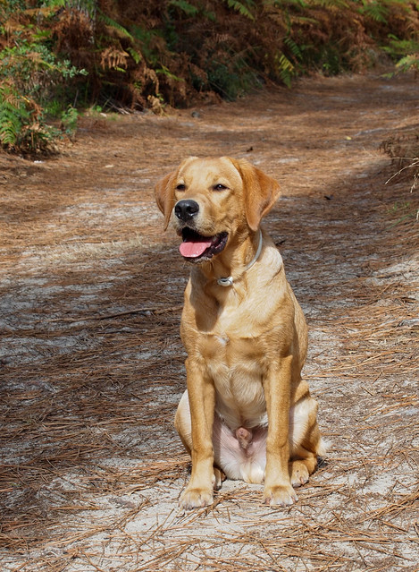 Spooner - our Labrador Retriever