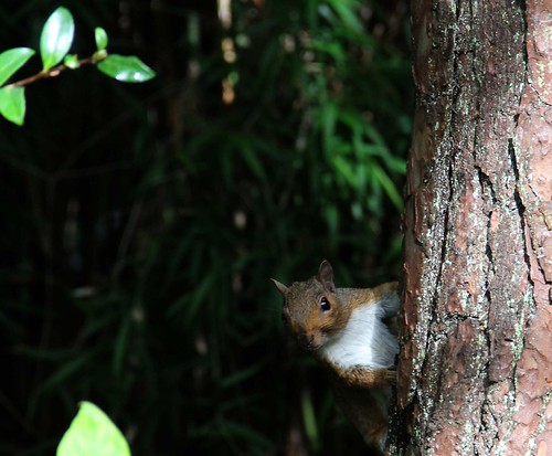 Peek a boo | by Tanyaluk Photography