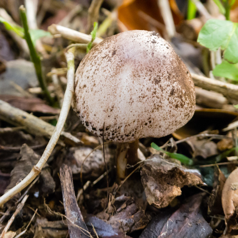 Mushroom with mottled cap