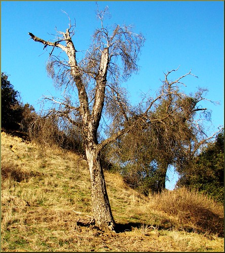 Tree Skeleton, Oakmont Park, Redlands, CA 12-2-12 by inkknife_2000 (14 million views), (1 in a multiple picture set)
This tree has fought its battles and has died.  But it still has a bea