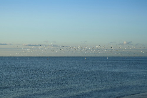 seagulls sunrise lakeerie michigan monroe monroecounty sterlingstatepark notthe80sband