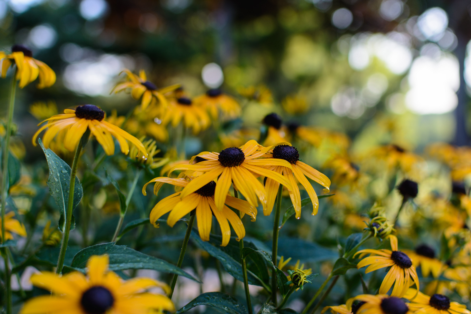 Black-Eyed Susans - One of the South Florida flowers we love