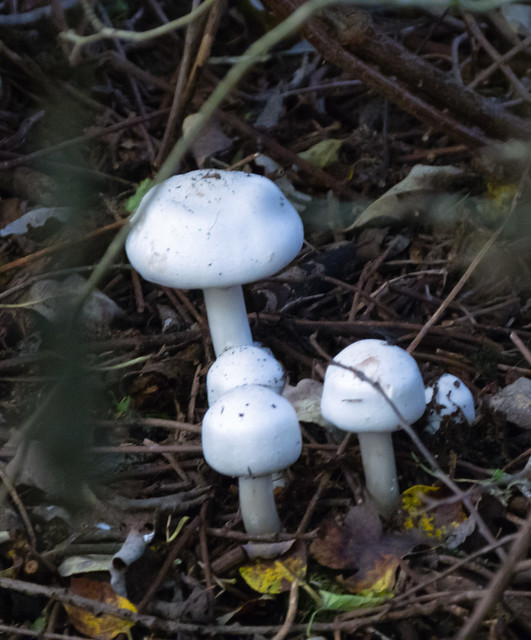 Mushrooms under a bush