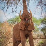 African Elefant (Loxodonta africana)