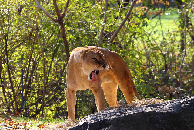 Bronx Zoo Lioness