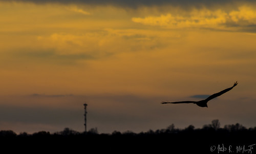 vulture flight bird nature sunset silhouette digital