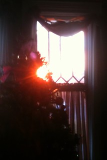 Sunrise through the Christmas Tree