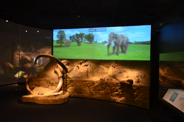 Boston Museum of Science | Mammoths and Mastodons: Titans of the Ice Age | Replica of fossil dig site, and frame from movie of mammoths 20,000 years ago