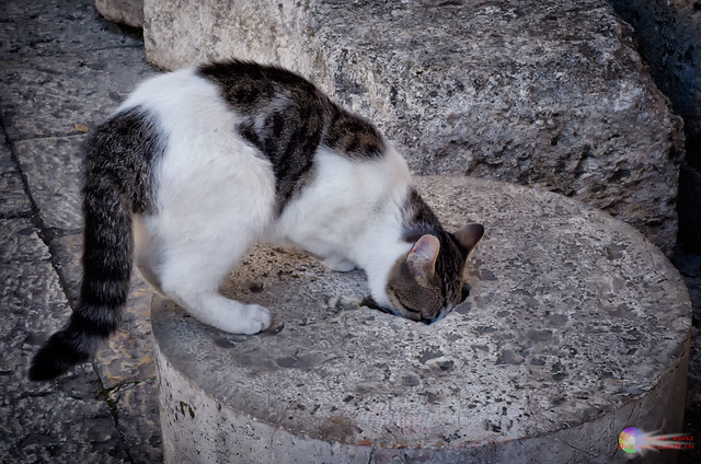 Cat Drinking from Old Millstone