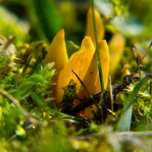 Yellow spindle coral fungus