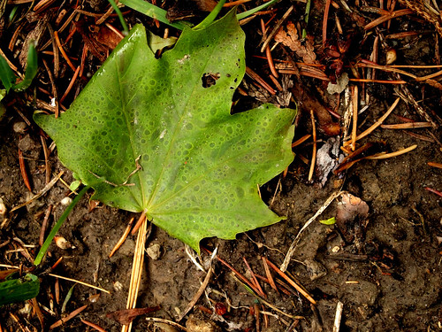 Last Green Leaf of Summer | by creditflats