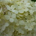 Cream Hydrangea