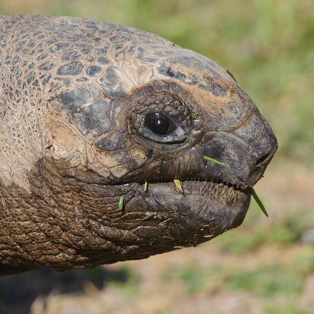 Seychelles (Aldabran) Giant Tortoise