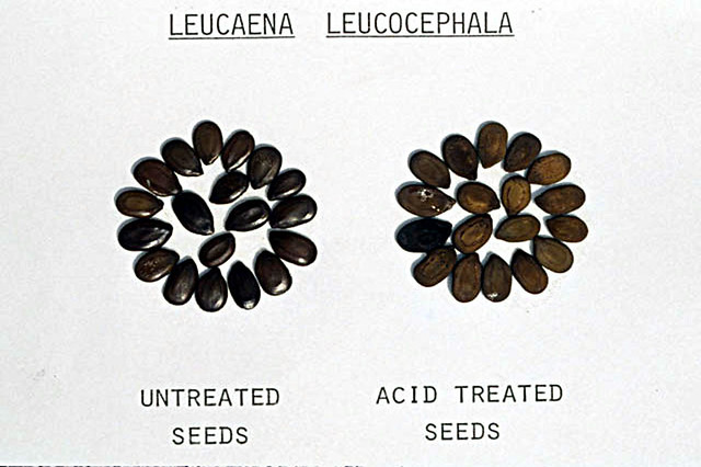 Untreated seeds and seeds treated with acid