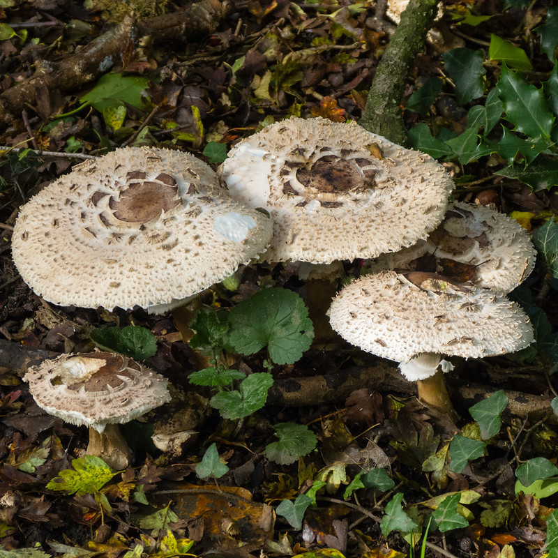 Group of shaggy parasols