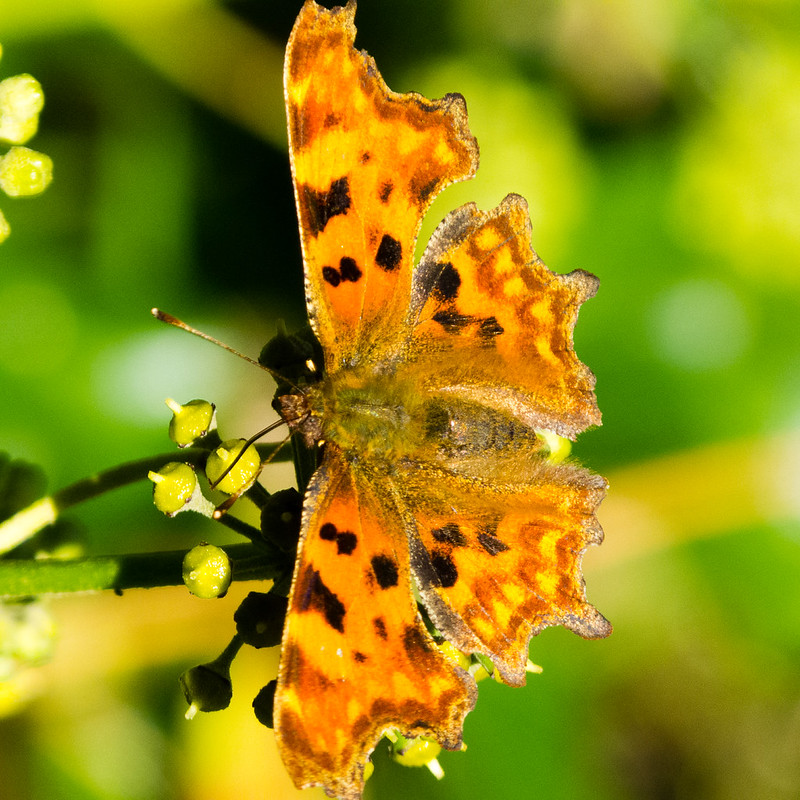 Comma butterfly feeding on ivy