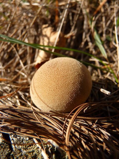 cute mushroom