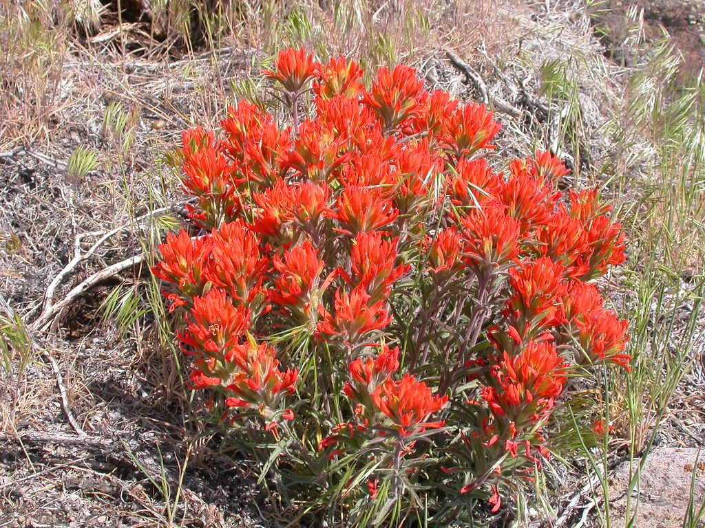 Castilleja angustifolia var. dubia | Populations of this spe… | Flickr