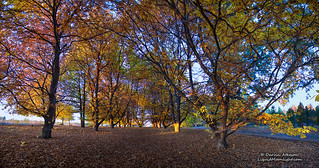 Chestnut Grove in Autumn Colors
