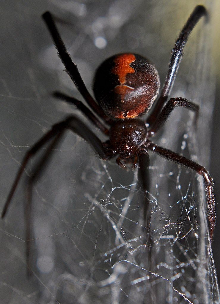Паучья вдова. Черная вдова паук. Latrodectus hasselti паук. Паутина каракурта. Красноспинный Каракурт (Latrodectus mactans).