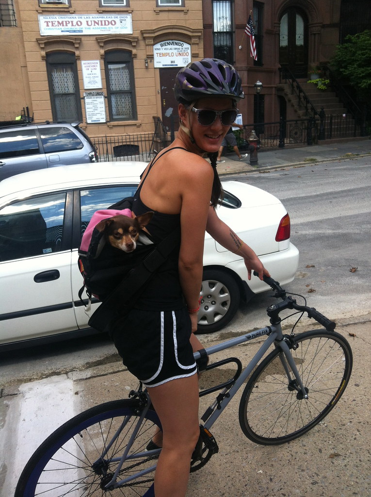 Dog in a Bag