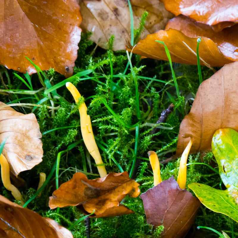 Yellow coral fungus, Wightwick Manor