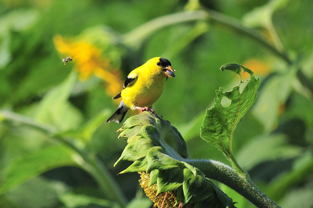 The Goldfinch and The Bee!