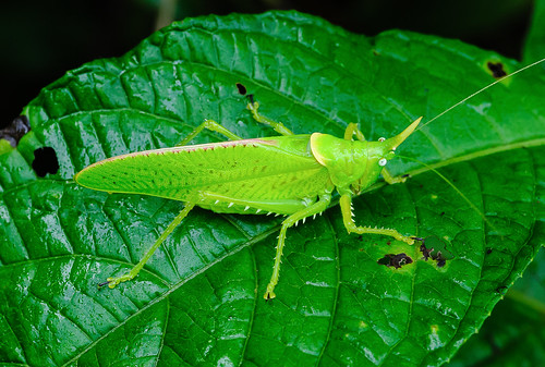 orthoptera grasshopper insect neotropical ranchonaturalista tuis cartago costarica