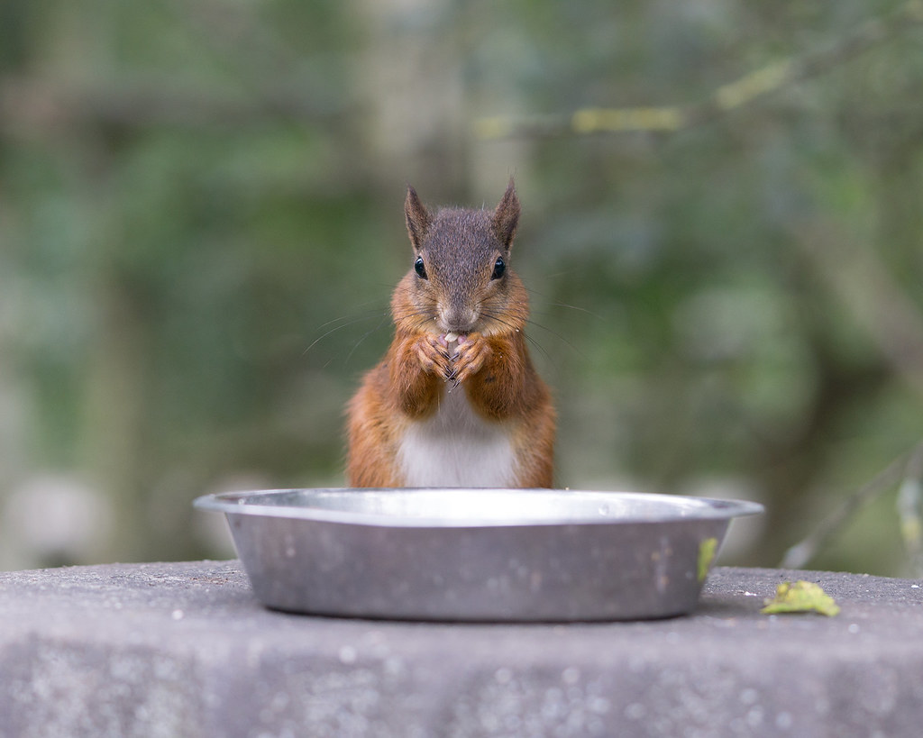 Red squirrel disguised as a chipmunk :)) (Explored)