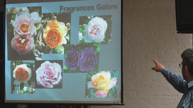 MVI_2973 Fragrances Galore rose garden Tom Carruth Huntington