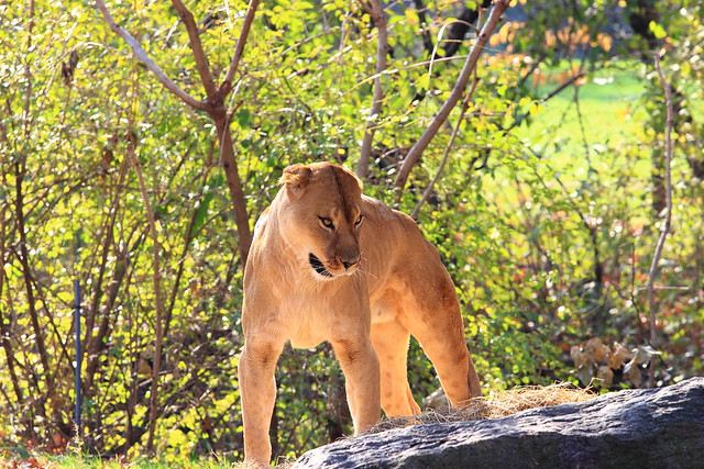 Bronx Zoo Lioness